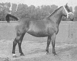 broodmare Peternella (Gelderland, 1951, from Karolus van Wittenstein)