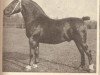 stallion Baldo (Groningen, 1931, from Rheinfürst 3431)