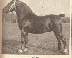 stallion Baldo (Groningen, 1931, from Rheinfürst 3431)