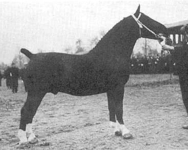 stallion Goldemar (Groningen, 1941, from Gambo II)