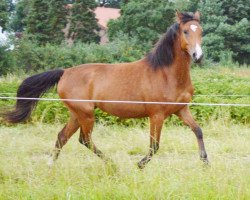 jumper Saphira (Little German Riding Horse, 2012, from Come and Fight)