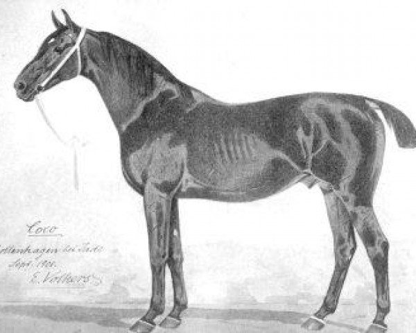 stallion Coco 1274 (Oldenburg, 1891, from Enno 1135)