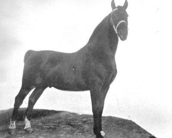 stallion Olivier (Oldenburg, 1898, from Coco 1274)