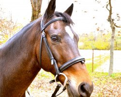 jumper Zitnas Van Gogh (German Riding Pony, 2004, from Vespucco)