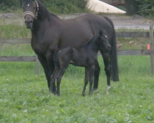 broodmare Cena (Oldenburg, 2004, from Carry Gold)
