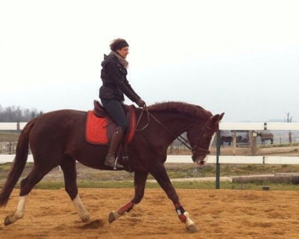 broodmare White Lady (Bavarian, 2005, from Florencio I)