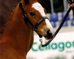 dressage horse Renoui (Rheinländer, 2011, from Rheingau)