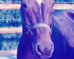 broodmare Panthera (Westphalian, 1984, from Pazifik)