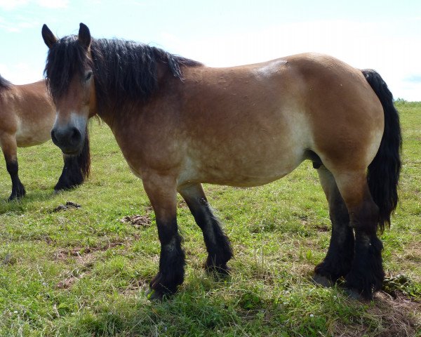 broodmare Viepke (Saxon-Thuringian Draughthorse, 2002, from Fänder)