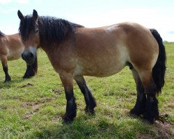 broodmare Viepke (Saxon-Thuringian Draughthorse, 2002, from Fänder)