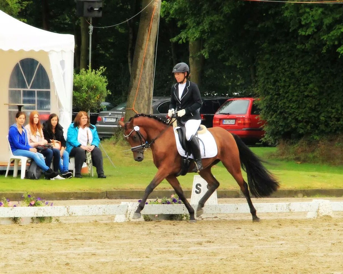 Zuchtstute Daphina (Deutsches Reitpony, 2011, von Dance Star AT NRW)