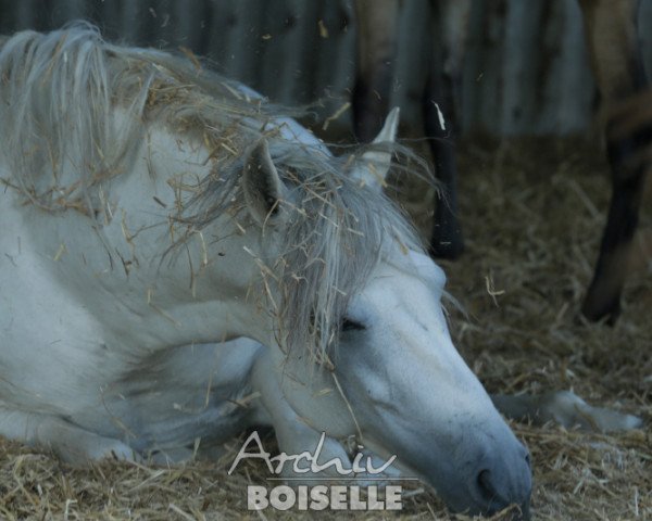 broodmare Gaucha VI (Pura Raza Espanola (PRE), 2002, from Paceno)