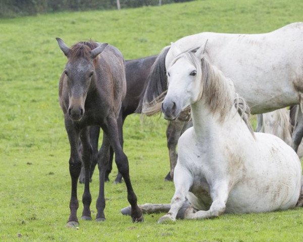 horse Dulcinea XCVII (Pura Raza Espanola (PRE), 2014, from Peladilla IV)