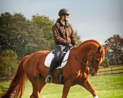 dressage horse Fiona 519 (Rhinelander, 2005, from Fiano)