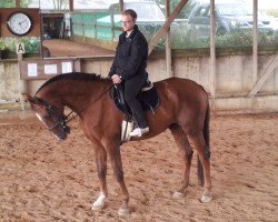 Pferd Merlin (Deutsches Reitpferd, 1991, von Gomez)