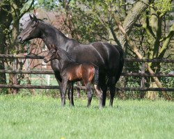 broodmare Liberia (Westphalian, 2005, from Likoto xx)