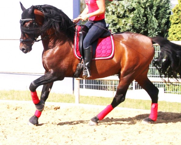 Pferd Historico de Can Mas (Pura Raza Espanola (PRE), 2007)