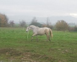 broodmare Gina (Oldenburg, 1992, from Grandeur)