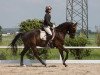 dressage horse Samba Dancer 4 (German Sport Horse, 2009, from San Amour I)