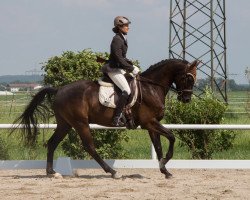 Dressurpferd Samba Dancer 4 (Deutsches Sportpferd, 2009, von San Amour I)