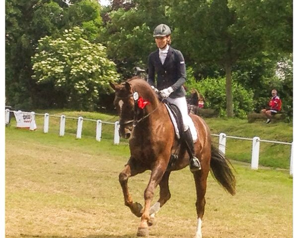 dressage horse Denman (Oldenburg, 2006, from Down Under)
