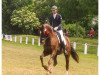 dressage horse Denman (Oldenburg, 2006, from Down Under)