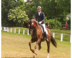 dressage horse Denman (Oldenburger, 2006, from Down Under)