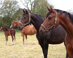 Springpferd Loretta (Westfale, 2004, von Larson)