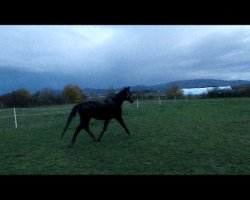 broodmare Wenke (Hanoverian, 1993, from Wenzel I)