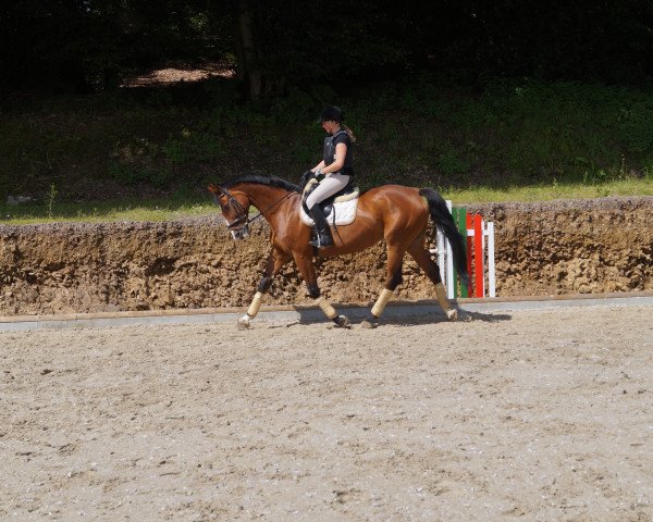 broodmare Celia (Oldenburg, 1996, from Cordial Medoc)