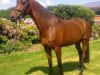 dressage horse Pepsy Pleasure (Hanoverian, 2007, from Perigueux)