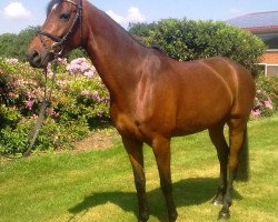 dressage horse Pepsy Pleasure (Hanoverian, 2007, from Perigueux)