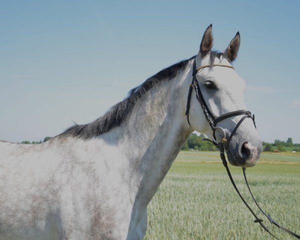 jumper Cassius T (Hanoverian, 2008, from Cassus 2)