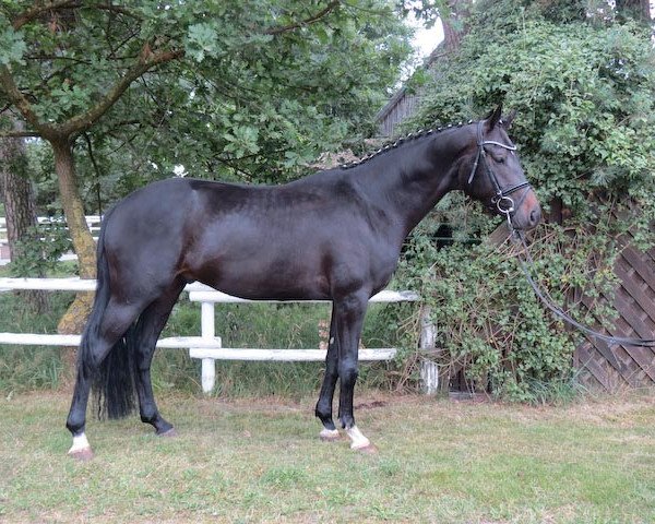 dressage horse Hilarius (Trakehner, 2010, from Krokant)