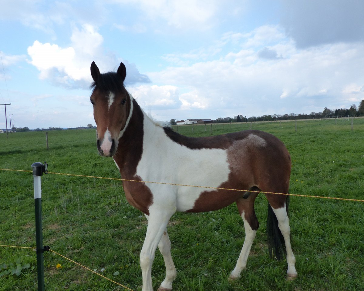 Pferd Morgan (Araber, 2008, von Machmuth Nur ox)