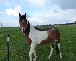 horse Morgan (Arabian, 2008, from Machmuth Nur ox)