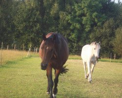 broodmare Enigma (Oldenburg, 1998, from Davignon II)