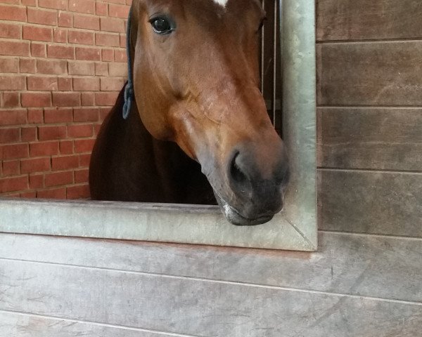 horse Indira (German Warmblood, 2003, from Intschuschuna)