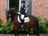 dressage horse Revels Sinfonie (German Riding Pony, 2002, from Sambesi)