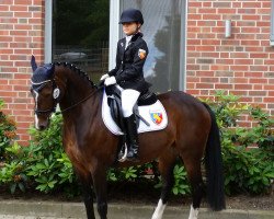 dressage horse Revels Sinfonie (German Riding Pony, 2002, from Sambesi)