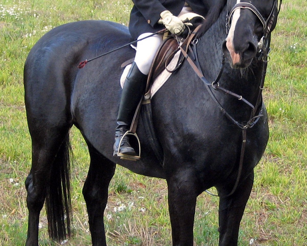 Pferd Lilly Marleen (Hannoveraner, 1997, von k.A.)
