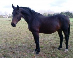 broodmare Golda (Hanoverian, 1996, from Glueckspilz)