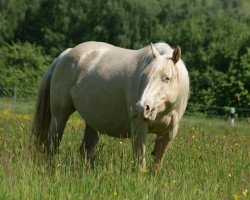 broodmare TC Felinalena (Quarter Horse, 2008, from Playboys Dr Pepper)