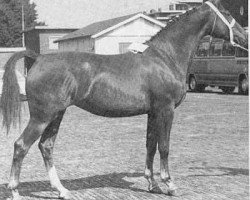 broodmare Fresia (Gelderland, 1964, from Amor)