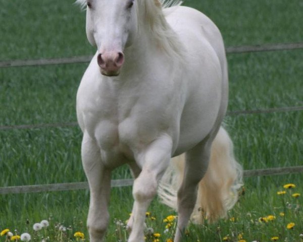 Deckhengst TC Dun In Ice (Quarter Horse, 2006, von Dot Hollywood Jessie)