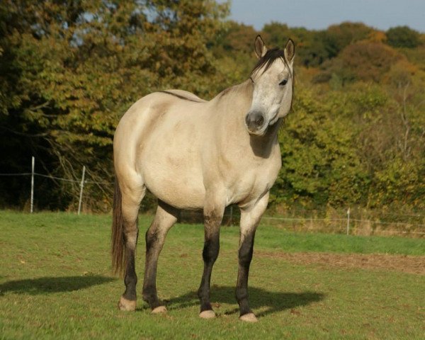 Zuchtstute Proud To Be Dunit (Quarter Horse, 2010, von Hollywood Dun It)