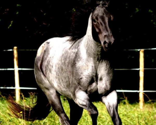 Zuchtstute Clydes Blue Pearl (Quarter Horse, 2006, von Mr Clyde Hancock)