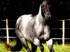 broodmare Clydes Blue Pearl (Quarter Horse, 2006, from Mr Clyde Hancock)