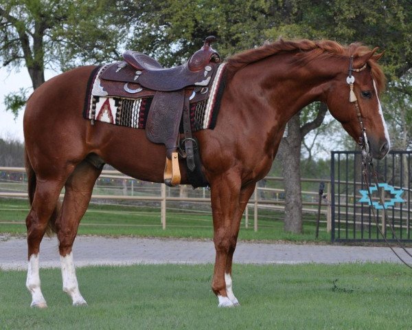 Pferd Dualin Leitachic (Quarter Horse, 2011, von Leitachic)