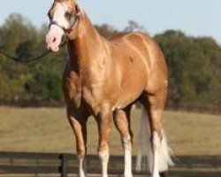 Deckhengst Helluva Chex (Quarter Horse, 2004, von Nu Chex To Cash)